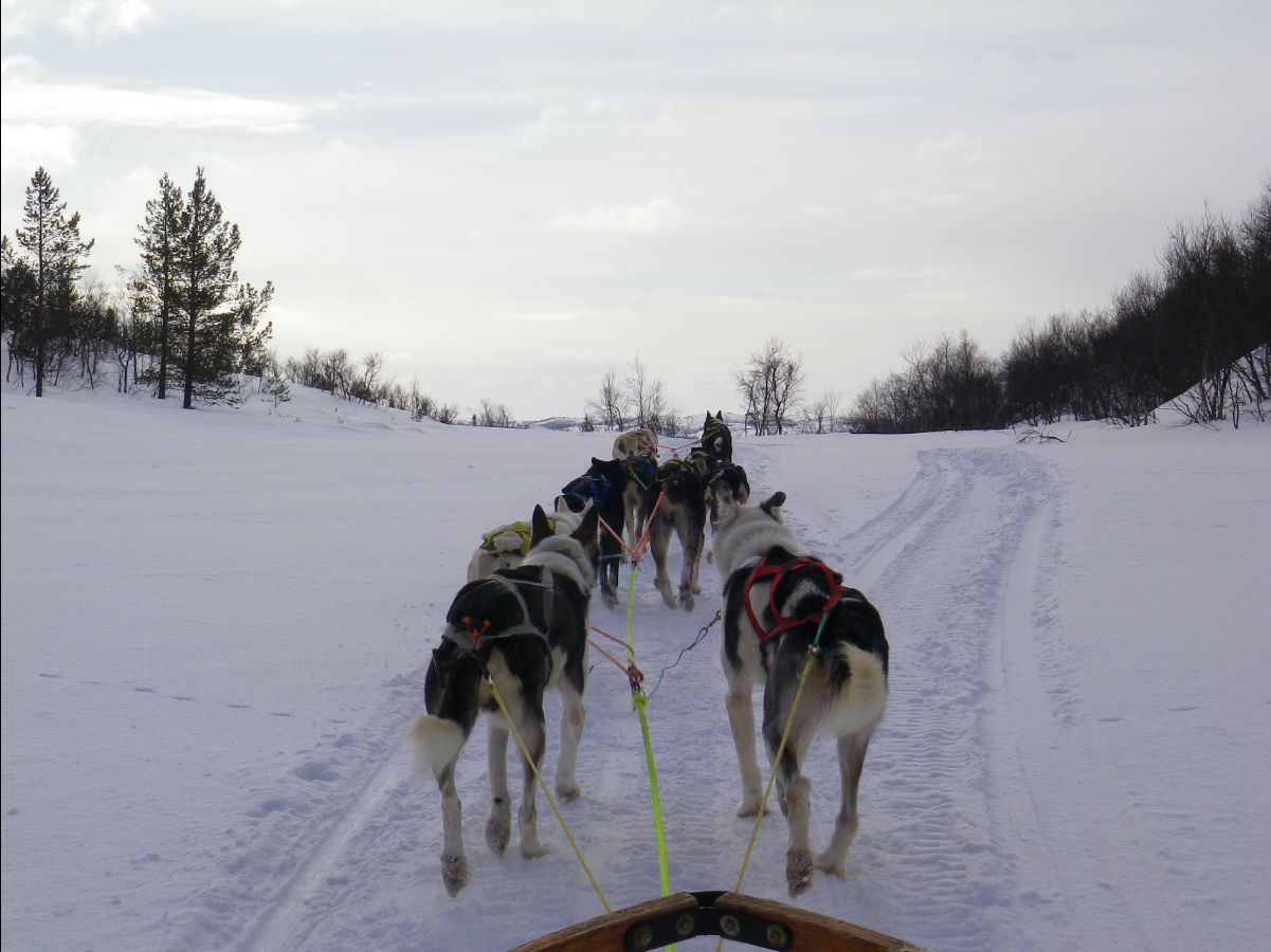 Dogs sledge38